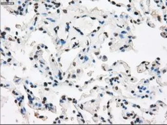 Anti-XRCC4 antibody [4H9] used in IHC (Paraffin sections) (IHC-P). GTX83406