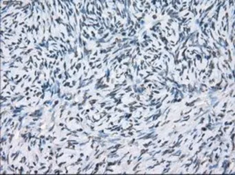 Anti-XRCC4 antibody [4H9] used in IHC (Paraffin sections) (IHC-P). GTX83406