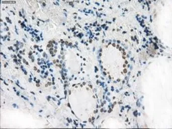 Anti-XRCC4 antibody [4H9] used in IHC (Paraffin sections) (IHC-P). GTX83406
