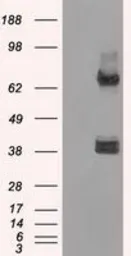 Anti-XRCC4 antibody [4H9] used in Western Blot (WB). GTX83406