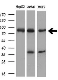 Anti-XRCC1 antibody [2G8] used in Western Blot (WB). GTX83410