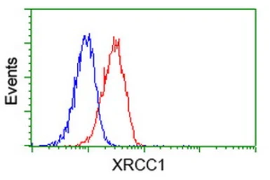 Anti-XRCC1 antibody [2G8] used in Flow cytometry (FCM). GTX83410