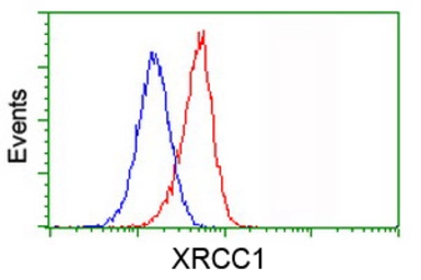 Anti-XRCC1 antibody [2D8] used in Flow cytometry (FCM). GTX83411