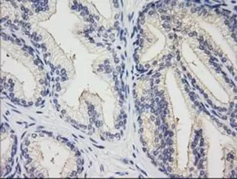 Anti-XPNPEP1 antibody [1E7] used in IHC (Paraffin sections) (IHC-P). GTX83413