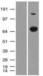 Anti-XPNPEP1 antibody [1E7] used in Western Blot (WB). GTX83413