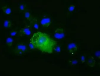 Anti-XPNPEP1 antibody [1E7] used in Immunocytochemistry/ Immunofluorescence (ICC/IF). GTX83413