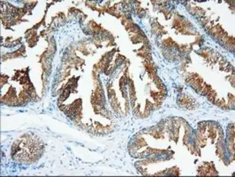 Anti-XPNPEP1 antibody [1E3] used in IHC (Paraffin sections) (IHC-P). GTX83414
