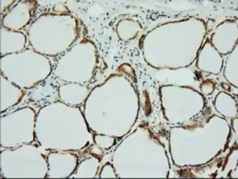 Anti-XPNPEP1 antibody [1E3] used in IHC (Paraffin sections) (IHC-P). GTX83414