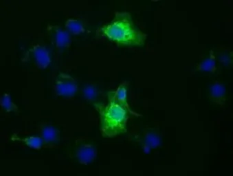 Anti-XPNPEP1 antibody [1E3] used in Immunocytochemistry/ Immunofluorescence (ICC/IF). GTX83414