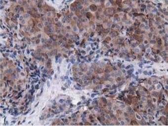 Anti-VWA5A antibody [3D6] used in IHC (Paraffin sections) (IHC-P). GTX83424