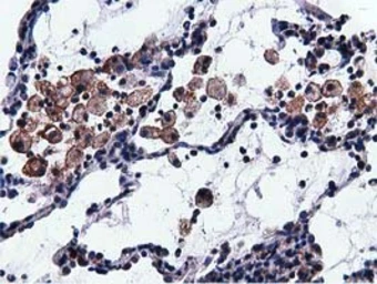 Anti-VWA5A antibody [3D6] used in IHC (Paraffin sections) (IHC-P). GTX83424