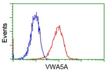 Anti-VWA5A antibody [3D6] used in Flow cytometry (FCM). GTX83424