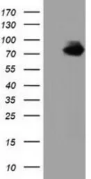 Anti-VWA5A antibody [3D6] used in Western Blot (WB). GTX83424