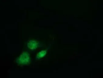 Anti-VWA5A antibody [3D6] used in Immunocytochemistry/ Immunofluorescence (ICC/IF). GTX83424