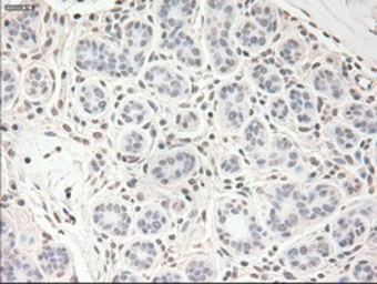 Anti-VEGFA antibody [4E3] used in IHC (Paraffin sections) (IHC-P). GTX83426