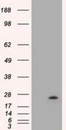 Anti-VEGFA antibody [4E3] used in Western Blot (WB). GTX83426