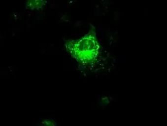 Anti-VEGFA antibody [4E3] used in Immunocytochemistry/ Immunofluorescence (ICC/IF). GTX83426