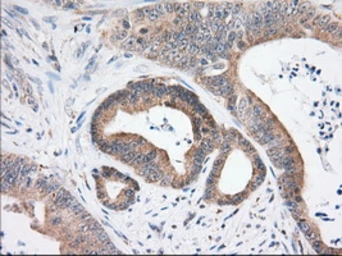 Anti-USP5 antibody [2F5] used in IHC (Paraffin sections) (IHC-P). GTX83431