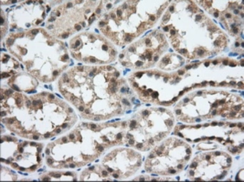 Anti-USP5 antibody [2F5] used in IHC (Paraffin sections) (IHC-P). GTX83431