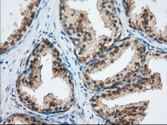 Anti-USP5 antibody [2F5] used in IHC (Paraffin sections) (IHC-P). GTX83431