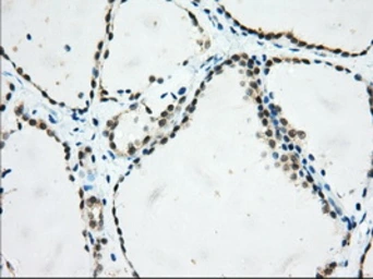 Anti-USP5 antibody [2F5] used in IHC (Paraffin sections) (IHC-P). GTX83431