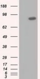 Anti-USP5 antibody [2F5] used in Western Blot (WB). GTX83431