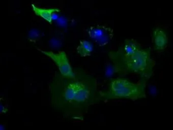Anti-USP5 antibody [2F5] used in Immunocytochemistry/ Immunofluorescence (ICC/IF). GTX83431