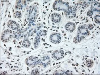 Anti-USP13 antibody [4G11] used in IHC (Paraffin sections) (IHC-P). GTX83436