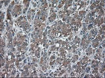 Anti-USP13 antibody [4G11] used in IHC (Paraffin sections) (IHC-P). GTX83436