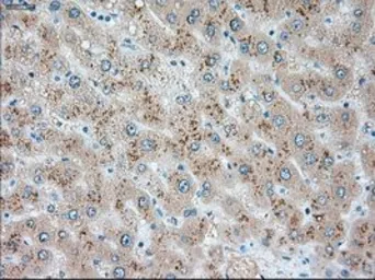 Anti-USP13 antibody [4G11] used in IHC (Paraffin sections) (IHC-P). GTX83436