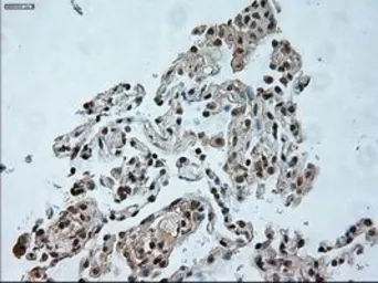 Anti-USP13 antibody [4G11] used in IHC (Paraffin sections) (IHC-P). GTX83436