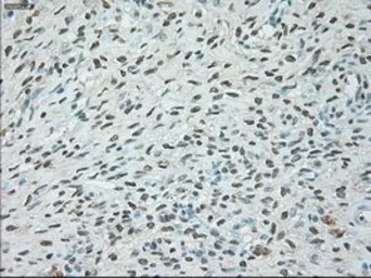 Anti-USP13 antibody [4G11] used in IHC (Paraffin sections) (IHC-P). GTX83436