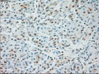 Anti-USP13 antibody [4G11] used in IHC (Paraffin sections) (IHC-P). GTX83436