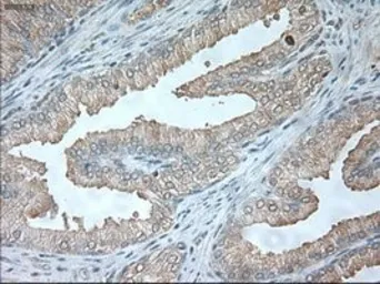 Anti-USP13 antibody [4G11] used in IHC (Paraffin sections) (IHC-P). GTX83436