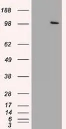 Anti-USP13 antibody [4G11] used in Western Blot (WB). GTX83436