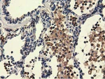 Anti-UHMK1 antibody [2H4] used in IHC (Paraffin sections) (IHC-P). GTX83438