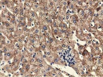 Anti-UHMK1 antibody [2H4] used in IHC (Paraffin sections) (IHC-P). GTX83438