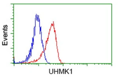 Anti-UHMK1 antibody [2H4] used in Flow cytometry (FCM). GTX83438