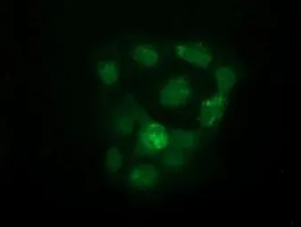 Anti-UHMK1 antibody [2H4] used in Immunocytochemistry/ Immunofluorescence (ICC/IF). GTX83438