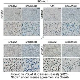 Anti-UHMK1 antibody [5E10] used in IHC (Paraffin sections) (IHC-P). GTX83440