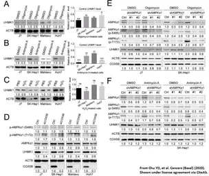 Anti-UHMK1 antibody [5E10] used in Western Blot (WB). GTX83440