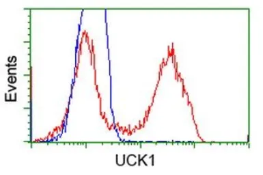 Anti-UCK1 antibody [5E9] used in Flow cytometry (FCM). GTX83441