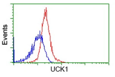 Anti-UCK1 antibody [1A12] used in Flow cytometry (FCM). GTX83442