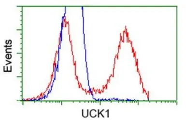 Anti-UCK1 antibody [4C2] used in Flow cytometry (FCM). GTX83446