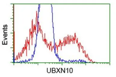 Anti-UBXN10 antibody [1H5] used in Flow cytometry (FCM). GTX83451