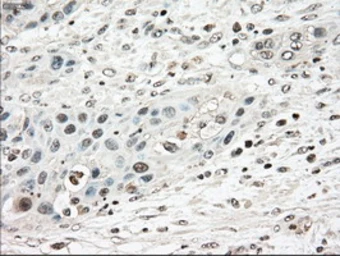 Anti-TYRO3 antibody [9B12] used in IHC (Paraffin sections) (IHC-P). GTX83453