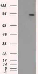 Anti-TYRO3 antibody [9B12] used in Western Blot (WB). GTX83453