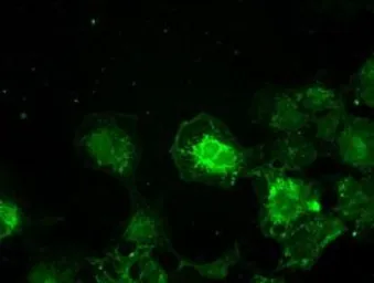 Anti-TYRO3 antibody [9B12] used in Immunocytochemistry/ Immunofluorescence (ICC/IF). GTX83453