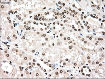Anti-TYRO3 antibody [2C4] used in IHC (Paraffin sections) (IHC-P). GTX83458