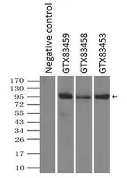 Anti-TYRO3 antibody [2C4] used in Immunoprecipitation (IP). GTX83458